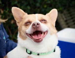 Chi-Corgi Dogs for adoption in San Diego, CA, USA