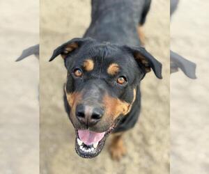 Beauceron-Rottweiler Mix Dogs for adoption in Incline Village, NV, USA