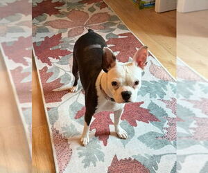 Boston Terrier Dogs for adoption in Dumont, NJ, USA