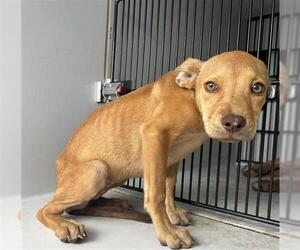 Labrador Retriever-Unknown Mix Dogs for adoption in Houston, TX, USA