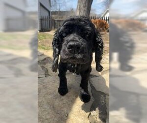 Cocker Spaniel Dogs for adoption in St. Cloud, MN, USA