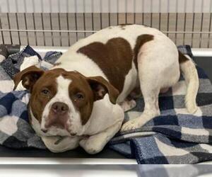 Bullypit Dogs for adoption in Norfolk, VA, USA