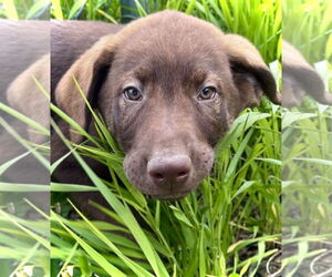 Dutch Shepherd -Unknown Mix Dogs for adoption in Estherville, IA, USA