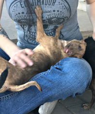 Chihuahua Dogs for adoption in Peralta, NM, USA