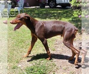 Doberman Pinscher Dogs for adoption in San Antonio, TX, USA
