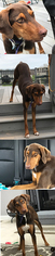 Medium Photo #1 Doberman Pinscher-Unknown Mix Puppy For Sale in Chantilly, VA, USA