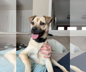 Pug-Unknown Mix Dogs for adoption in Woodbury, NY, USA