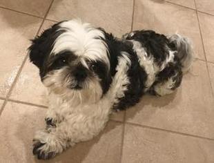 Shih Tzu Dogs for adoption in Fremont, CA, USA