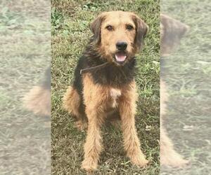 Airedale Terrier Dogs for adoption in Washington, DC, USA