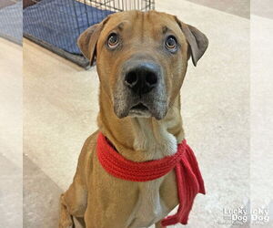 Mastiff-Unknown Mix Dogs for adoption in Washington, DC, USA