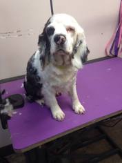 Cocker Spaniel Dogs for adoption in Lewistown, PA, USA