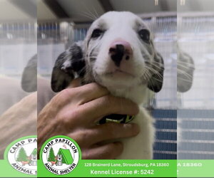 Border Collie-Unknown Mix Dogs for adoption in Stroudsburg, PA, USA