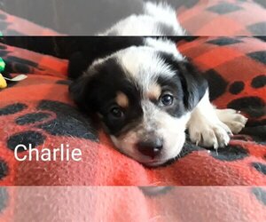 Mutt Dogs for adoption in Westminster, MD, USA