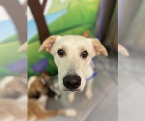 Mutt Dogs for adoption in Waco, TX, USA