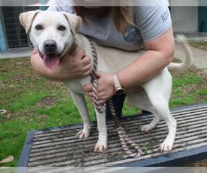 Labrador Retriever-Unknown Mix Dogs for adoption in Graniteville, SC, USA