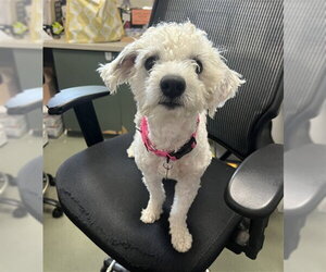 Poodle (Miniature)-Unknown Mix Dogs for adoption in Boston, MA, USA