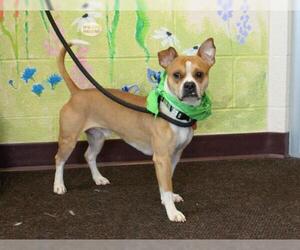 Pug Dogs for adoption in Waynesboro, PA, USA