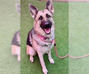 German Shepherd Dog Dogs for adoption in Sacramento, CA, USA