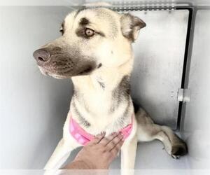 German Shepherd Dog-Unknown Mix Dogs for adoption in Houston, TX, USA