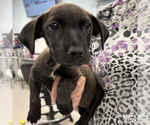 Dachshund-Retriever  Mix Dogs for adoption in Washington, DC, USA