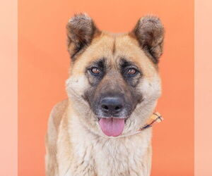 German Shepherd Dog Dogs for adoption in Pasadena, CA, USA