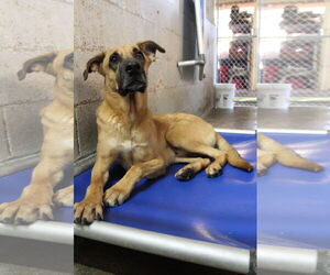 Mutt Dogs for adoption in El Centro, CA, USA