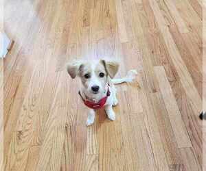 Mal-Shi Dogs for adoption in Fultonham, NY, USA