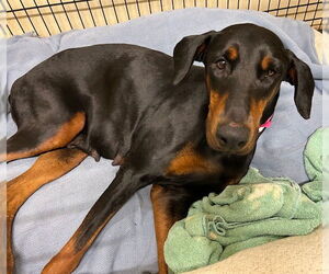 Doberman Pinscher Dogs for adoption in Omaha, NE, USA