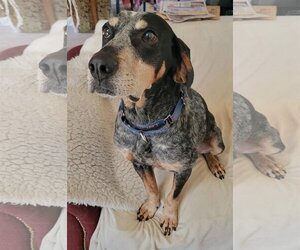 Bluetick Coonhound Dogs for adoption in Cuyahoga Falls , OH, USA