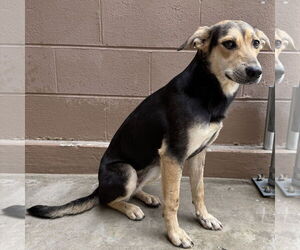 Mutt Dogs for adoption in Hilton Head, SC, USA