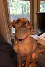 Chihuahua Dogs for adoption in Hedgesville, WV, USA