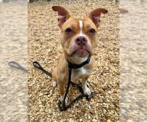 American Bulldog-Unknown Mix Dogs for adoption in Forestville, MD, USA