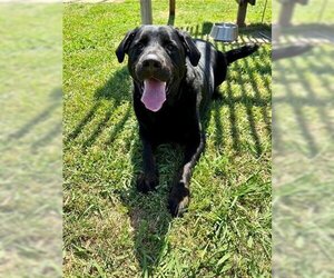 Labrador Retriever Dogs for adoption in Plano, TX, USA