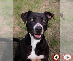 Small American Staffordshire Terrier-Collie Mix