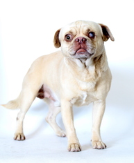 Pug Dogs for adoption in West Hollywood, CA, USA