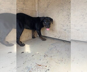 Rottweiler Dogs for adoption in Oklahoma City, OK, USA