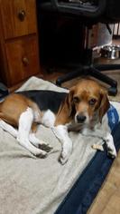 Beagle Dogs for adoption in Chicopee, MA, USA