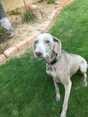 Weimaraner Dogs for adoption in Glendale , AZ, USA