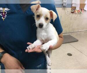 Mutt Dogs for adoption in Riverside, CA, USA