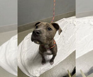 American Pit Bull Terrier-Unknown Mix Dogs for adoption in Las Vegas, NV, USA
