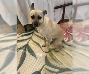 Labrador Retriever Dogs for adoption in San Antonio, TX, USA