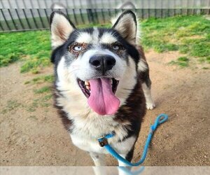 Siberian Husky-Unknown Mix Dogs for adoption in Long Beach, CA, USA
