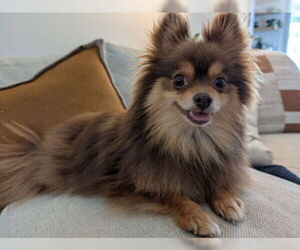 Pomeranian Dogs for adoption in Fremont, CA, USA