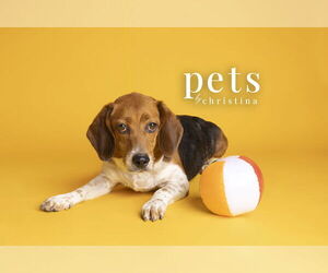 Beagle Dogs for adoption in Foristell, MO, USA
