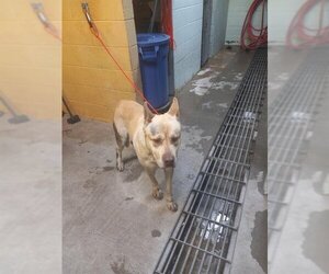 Akita-Siberian Husky Mix Dogs for adoption in Stockton, CA, USA