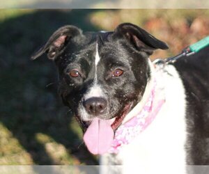 American Staffordshire Terrier-Boston Terrier Mix Dogs for adoption in Cookeville, TN, USA