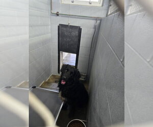 - Mix Dogs for adoption in Evansville, IN, USA