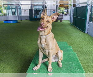 Shepradors Dogs for adoption in Pasadena, CA, USA