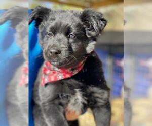 Borador Dogs for adoption in Pawtucket, RI, USA