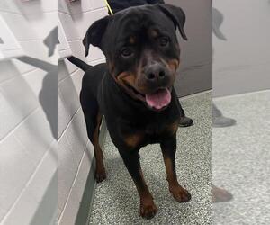 Rottweiler-Unknown Mix Dogs for adoption in Salisbury, NC, USA